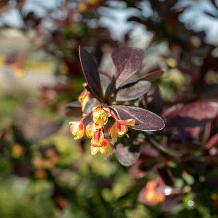 Berberis thunb. 'Plant Atropurpurea Nana'