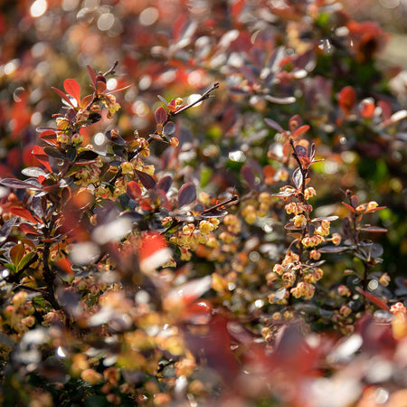 Berberis thunb. 'Plant Atropurpurea Nana'