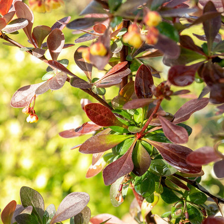 Berberis thunb. 'Plant Atropurpurea Nana'