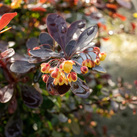 Berberis thunb. 'Plant Atropurpurea Nana'