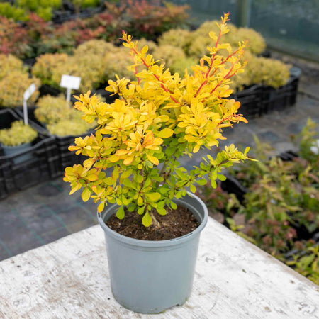 Berberis Plant Thunbergii 'Golden Horizon'®