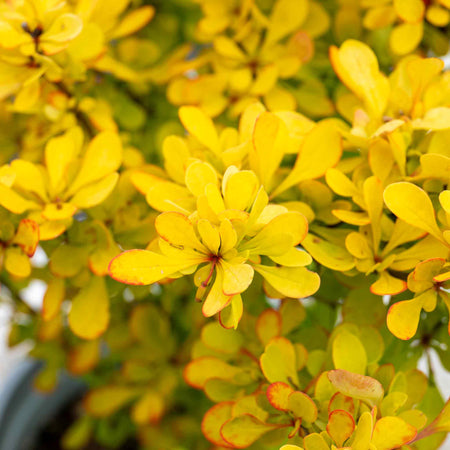 Berberis Thunbergii 'Golden Horizon'®