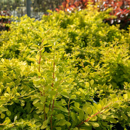 Berberis Plant Thunbergii 'Golden Horizon'®