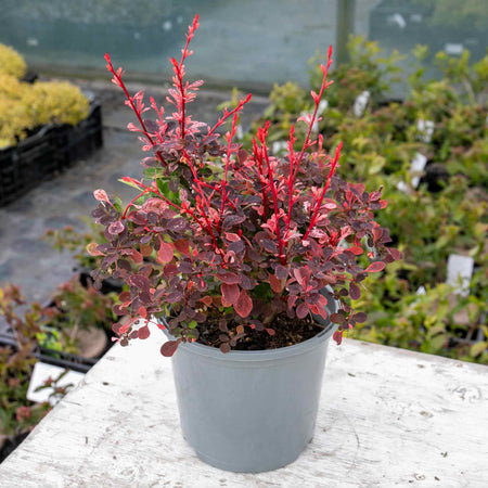 Berberis Plant Thunbergii 'Pink Bird'