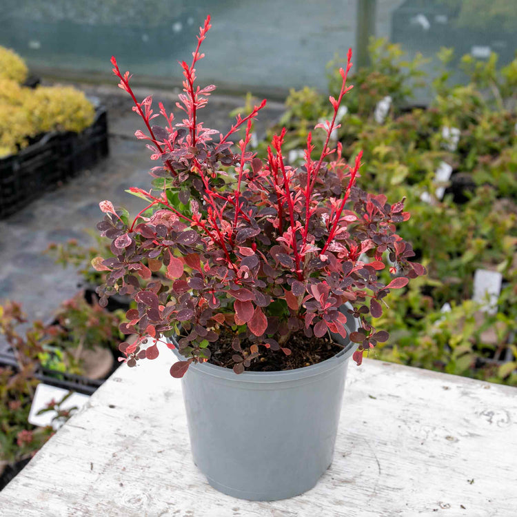 Berberis Plant Thunbergii 'Pink Bird'