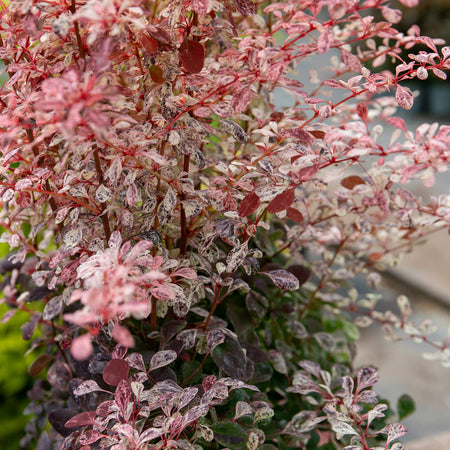 Berberis Plant Thunbergii 'Pink Bird'