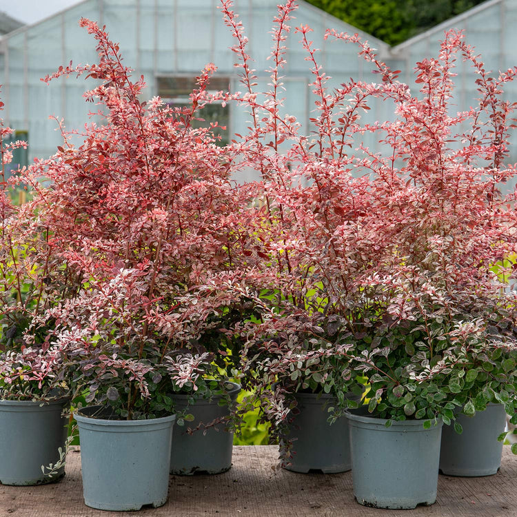 Berberis Plant Thunbergii 'Pink Bird'