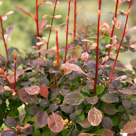 Berberis Plant Thunbergii 'Pink Bird'