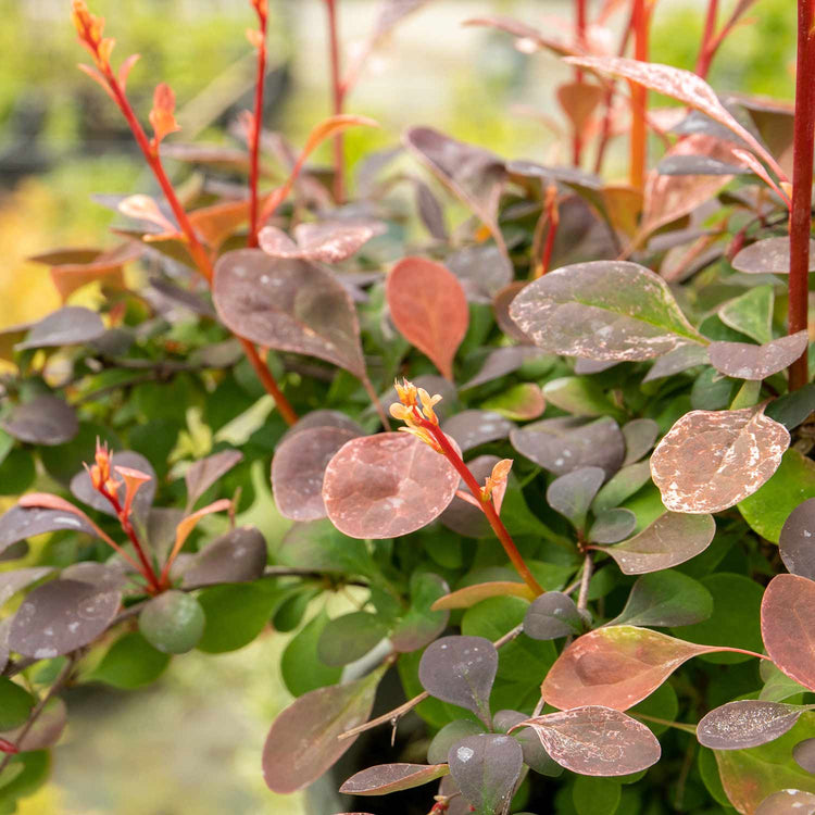 Berberis Plant Thunbergii 'Pink Bird'