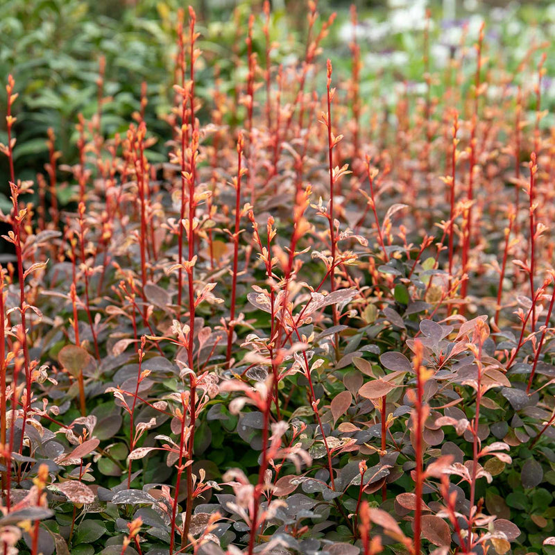 Berberis Plant Thunbergii 'Pink Bird'