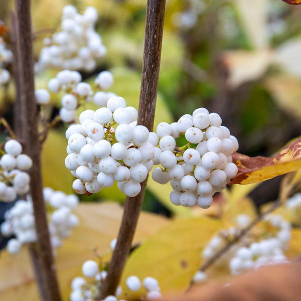Callicarpa Bodinieri Plant 'Snowqueen'®