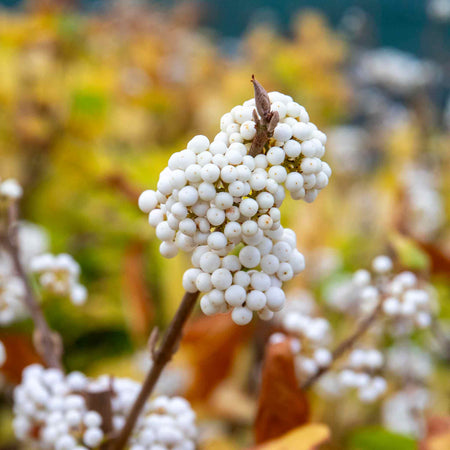 Callicarpa Bodinieri Plant 'Snowqueen'®