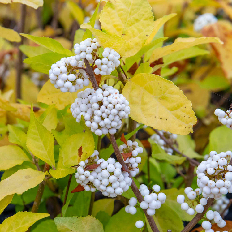 Callicarpa Bodinieri Plant 'Snowqueen'®