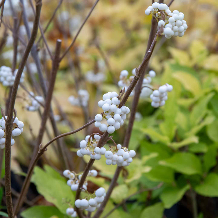 Callicarpa Bodinieri Plant 'Snowqueen'®