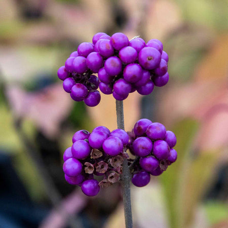 Callicarpa Bodinieri Plant 'Profusion'