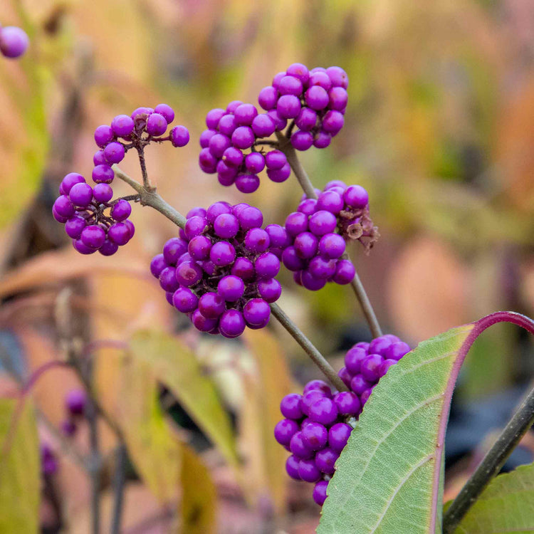 Callicarpa Bodinieri Plant 'Profusion'