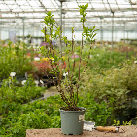 Clethra alnif. Plant 'Pink Spire'