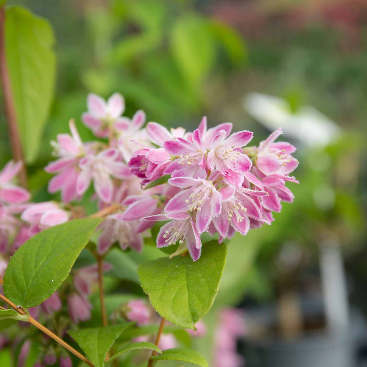 Deutzia Hybrida Plant 'Strawberry Fields'