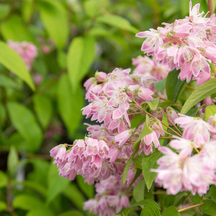 Deutzia Hybrida Plant 'Strawberry Fields'