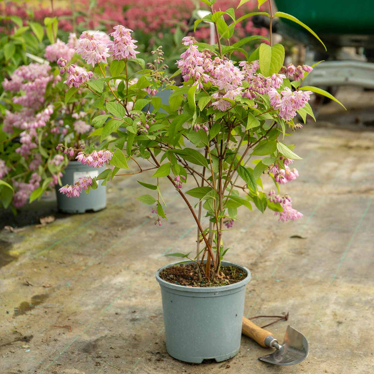 Deutzia Hybrida Plant 'Strawberry Fields'