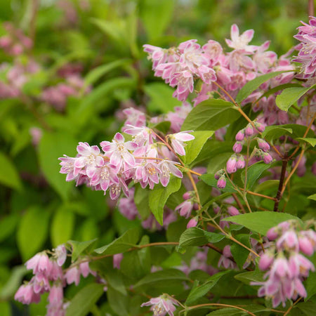 Deutzia Hybrida Plant 'Strawberry Fields'