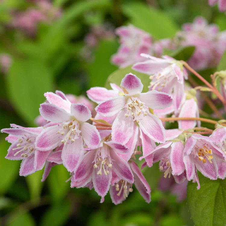 Deutzia Hybrida Plant 'Strawberry Fields'