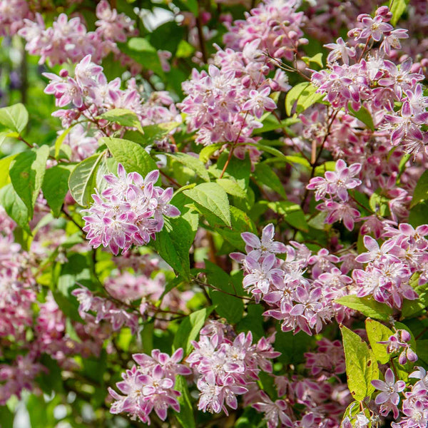 Deutzia Hybrida Plant 'Strawberry Fields'