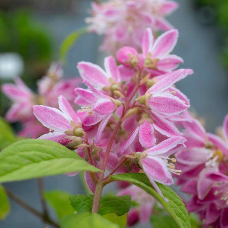 Deutzia Hybrida Plant 'Strawberry Fields'