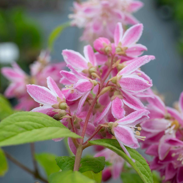 Deutzia Hybrida Plant 'Strawberry Fields'