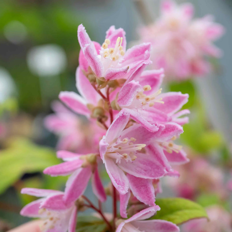 Deutzia Hybrida Plant 'Strawberry Fields'