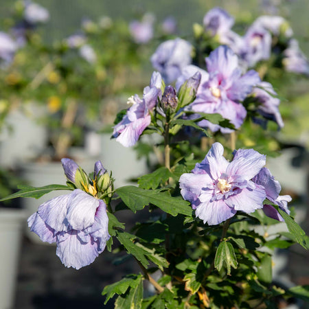 Hibiscus syr. Plant 'Blue Chiffon'