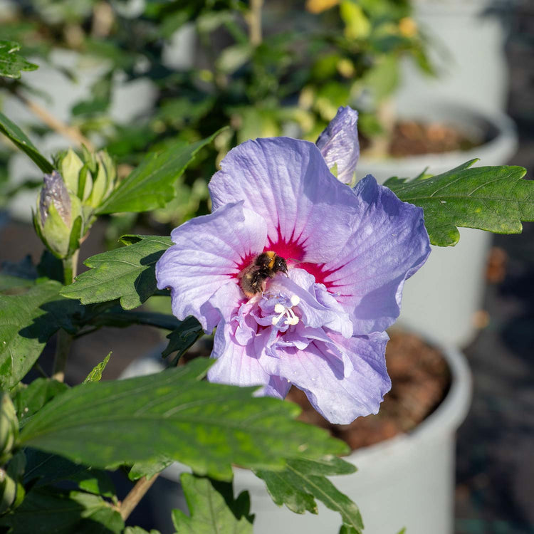 Hibiscus syr. Plant 'Blue Chiffon'