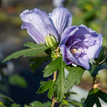 Hibiscus syr. Plant 'Blue Chiffon'