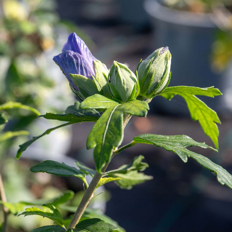 Hibiscus syr. Plant 'Blue Chiffon'