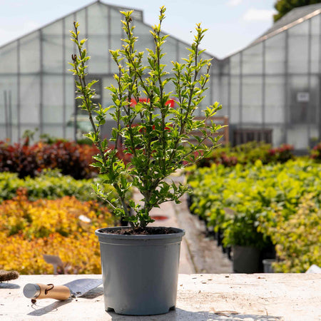 Hibiscus syr. Plant 'Pink Chiffon'