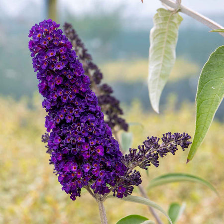 Buddleja Plant 'Davidii Black Knight'