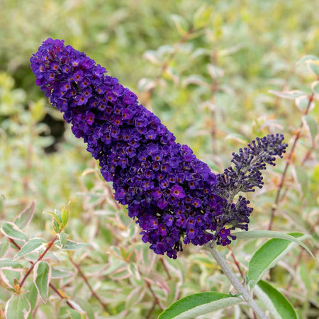 Buddleja Plant 'Davidii Black Knight'