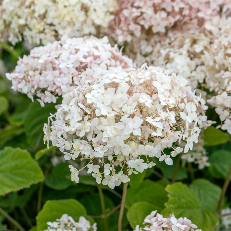 Hydrangea arb. Plant 'Candybelle® Marshmallow'