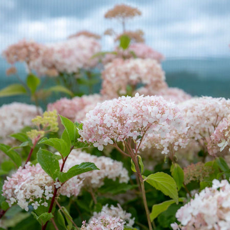 Hydrangea arb. Plant 'Candybelle® Marshmallow'