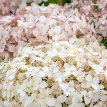 Hydrangea arb. Plant 'Candybelle® Marshmallow'