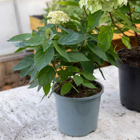 Hydrangea pan. Plant 'Little Spooky'