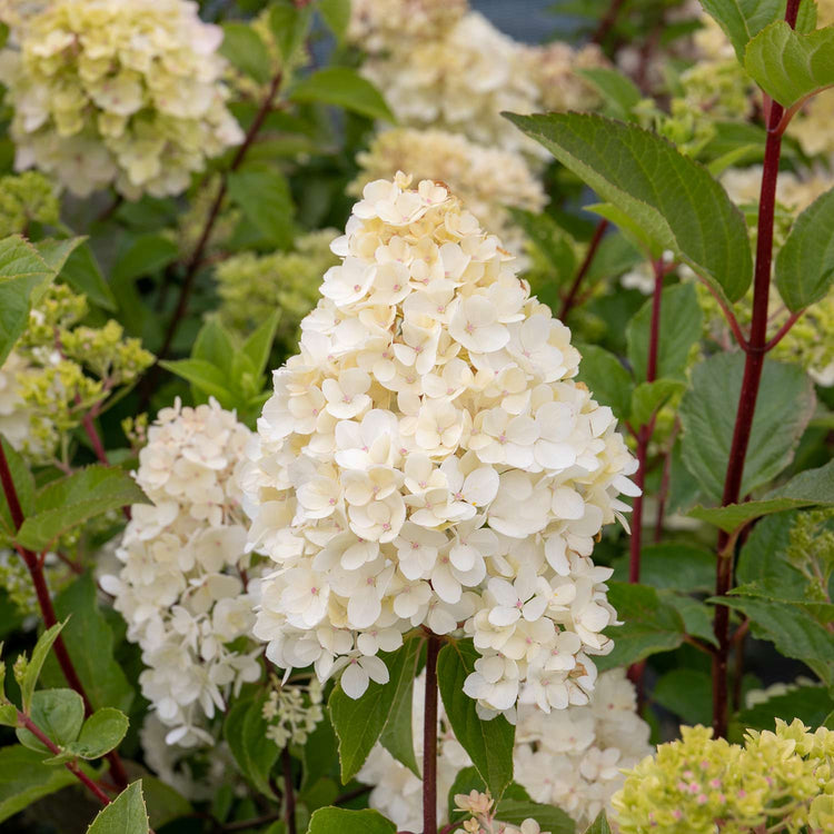 Hydrangea paniculata Plant 'Vanilla-Fraise'