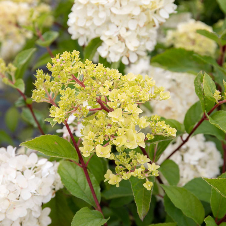 Hydrangea paniculata Plant 'Vanilla-Fraise'