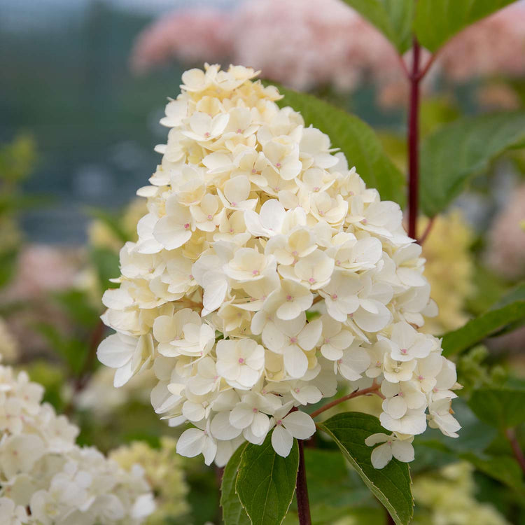 Hydrangea paniculata Plant 'Vanilla-Fraise'