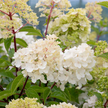 Hydrangea paniculata Plant 'Vanilla-Fraise'