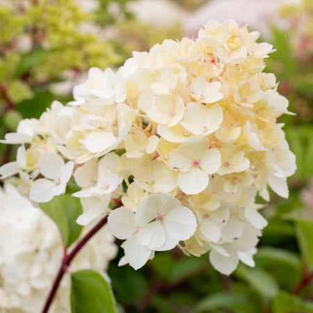 Hydrangea paniculata Plant 'Vanilla-Fraise'