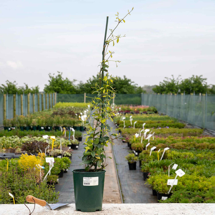 Star Jasmine Plant 'Star of Toscane'