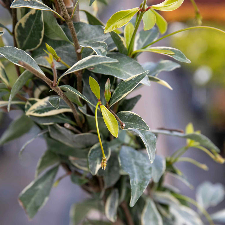 Star Jasmine Plant 'Star of Milano'