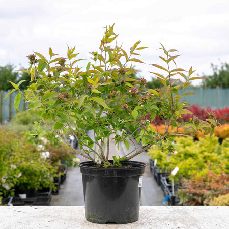 Abelia Plant Mosanensis 'Bridal Bouquet Monia'