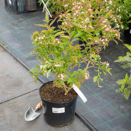 Abelia Plant Mosanensis 'Bridal Bouquet Monia'